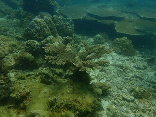 Coral found at coral reef area at beautiful Island in Malaysia