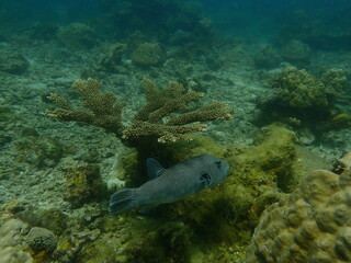 Puffer fish found at coral reef area at beautiful Island in Malaysia