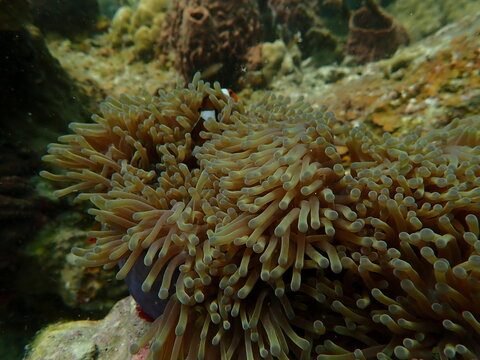 Anemony and fish anemony found at coral reef area at beautiful Island in Malaysia