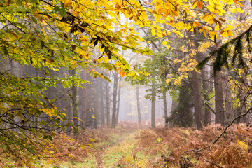 jesienna dr&oacute;żka leśna o poranku