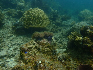 Coral found at coral reef area at beautiful Island in Malaysia