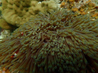 Sea anemonies and nemo fish found at coral reef area at beautiful Island in Malaysia
