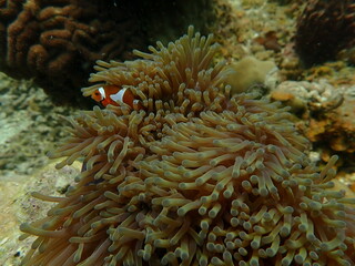 Anemony and fish anemony found at coral reef area at beautiful Island in Malaysia