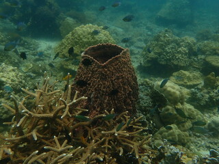 Coral found at coral reef area at beautiful Island in Malaysia