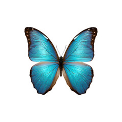 Obraz premium Blue butterfly with open wings and black edges