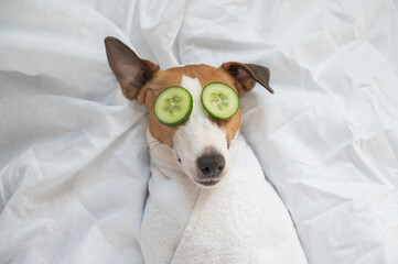 Jack Russell Terrier Wrapped in Towel with Cucumbers on Eyes. Dog Spa. 