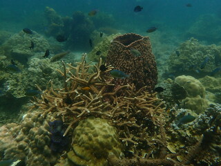 Coral found at coral reef area at beautiful Island in Malaysia