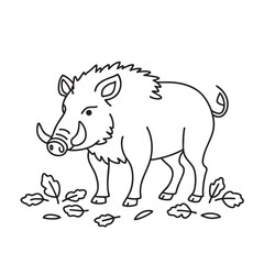 Fototapeta premium A forest boar with visible tusks near fallen leaves