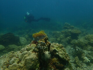 Coral found at coral reef area at beautiful Island in Malaysia
