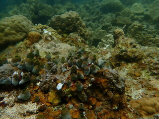 Coral found at coral reef area at beautiful Island in Malaysia