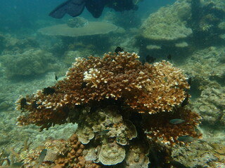 Coral found at coral reef area at beautiful Island in Malaysia