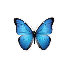 Obraz premium Blue butterfly with open wings, mirrored symmetry