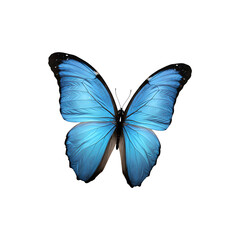 Obraz premium Vibrant blue butterfly with wings spread