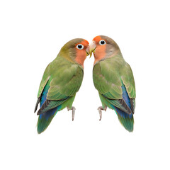 Naklejka premium Pair of colorful lovebirds sitting close together