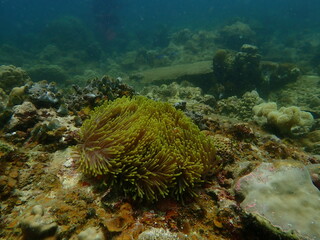 Coral found at coral reef area at beautiful Island in Malaysia