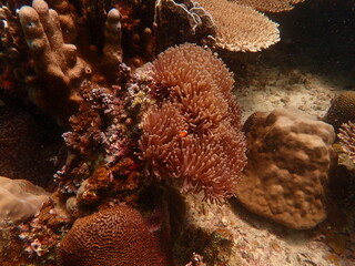 Coral found at coral reef area at beautiful Island in Malaysia