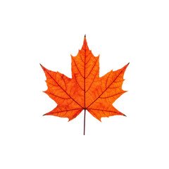 Obraz premium Autumn red maple leaf showing detailed veins and shape