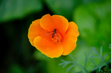 The hoverfly, from the Syrphidae family, is an essential pollinator. Mimics bees and wasps to avoid...