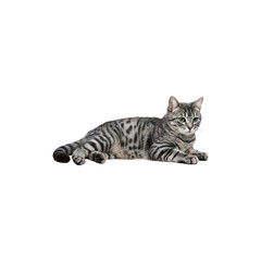 Obraz premium Gray striped tabby cat resting