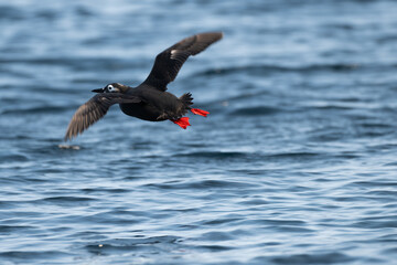 Spectacled Guillemot flying