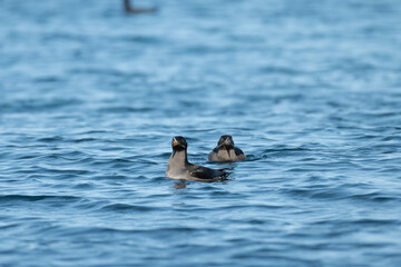 Rhinoceros Auklet swimming
