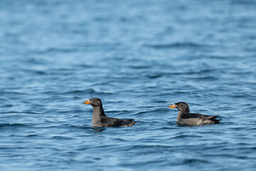 Rhinoceros Auklet swimming