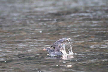 Fototapeta premium Rhinoceros Auklet taking off from surface of sea