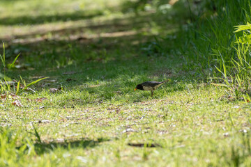 Gray Thrush on ground