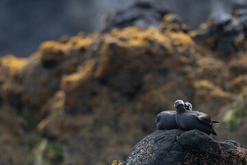 Pair of Spectacled Guillemots
