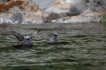 Fototapeta premium Spectacled Guillemot flapping