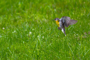 Eastern meadowlark lands in the grass.