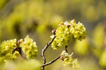 優しい黄色のトサミズキの花