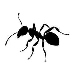 Ant icon symbol sign vector