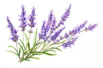 Fototapeta premium Lavender blossom flower plant.