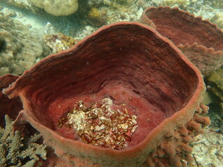 Coral found at coral reef area at beautiful Island in Malaysia