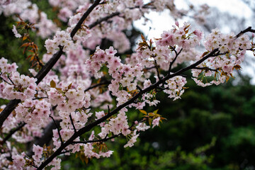 Fototapeta premium Cherry Blossom Close-up in Japan