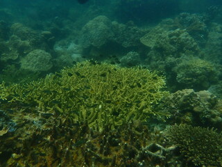 Coral found at coral reef area at beautiful Island in Malaysia