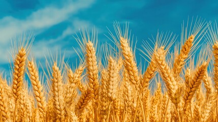 Fototapeta premium Beautiful golden wheat stalks are waving in a bright blue sky
