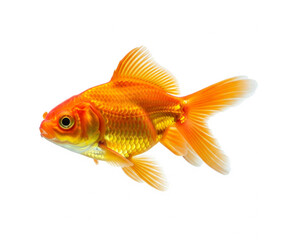 goldfish isolated on white