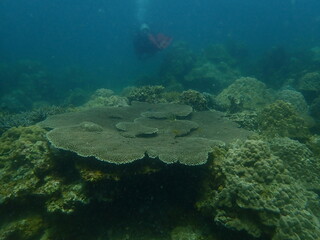 Coral found at coral reef area at beautiful Island in Malaysia