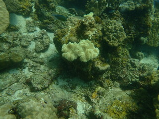 Coral found at coral reef area at beautiful Island in Malaysia