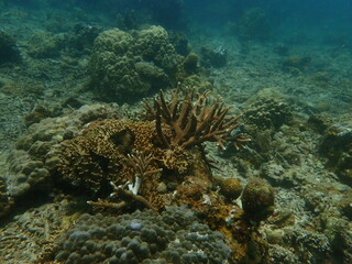 Coral found at coral reef area at beautiful Island in Malaysia