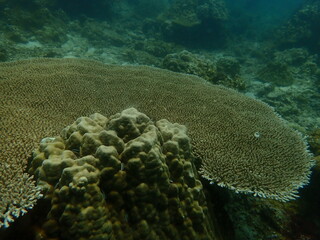 Coral found at coral reef area at beautiful Island in Malaysia