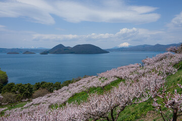 梅満開の壮瞥公園の展望台から洞爺湖 羊蹄山が見渡せる絶景