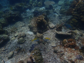 Coral found at coral reef area at beautiful Island in Malaysia