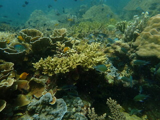 Coral found at coral reef area at beautiful Island in Malaysia