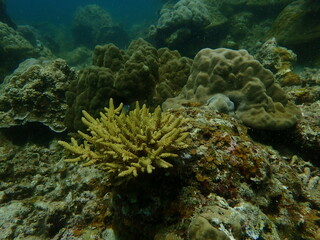 Coral found at coral reef area at beautiful Island in Malaysia