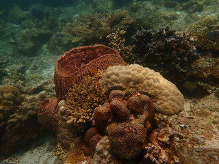 Coral found at coral reef area at beautiful Island in Malaysia
