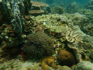 Coral found at coral reef area at beautiful Island in Malaysia