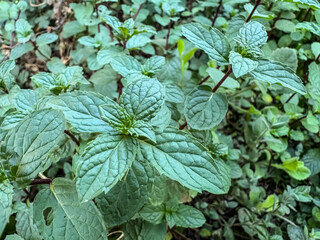 Green leaves Peppermint (Mentha piperita), Spearmint (Mentha spicata), or Mentha arvensis. All of these plants belong to the mint family.